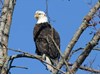 Photo of Bald Eagle - Haliaeetus leucocephalus